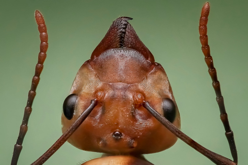 nature, ant, photography, queen ant, animal wildlife, focus on foreground, close-up, animal, food and drink, fire, one animal, day, invertebrate, ant head