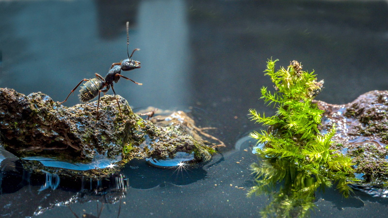 nature, wildlife, macro photography, Challenge, crossing, macro, photography, insect, ant, Green, black ant, bug, animal, black, water, 4K