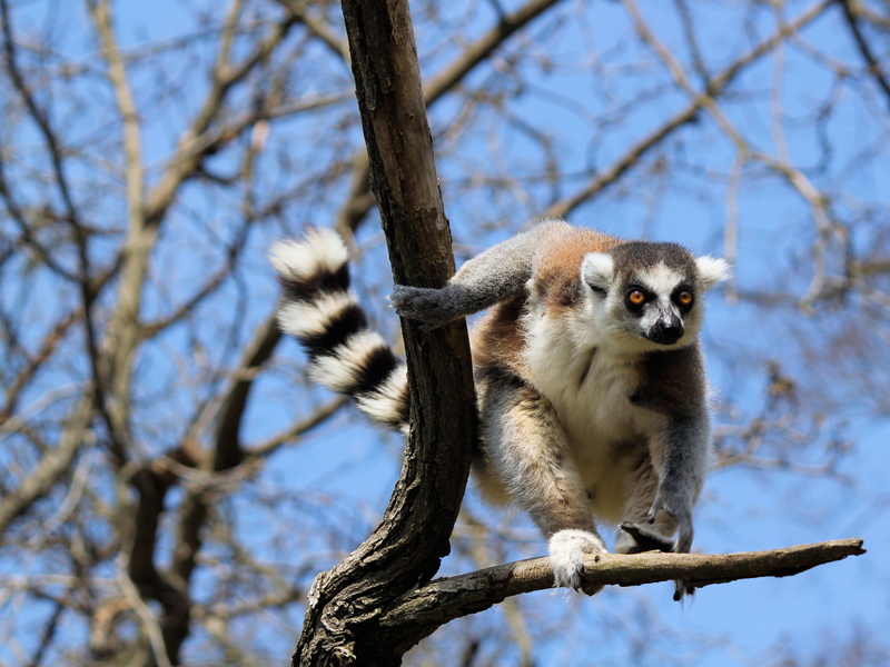branch, plant, animal wildlife, animal themes, zoo, mammal, no people, prosimian, sitting, animals in the wild, animal, madagascar, 4K, sky, nimble, vertebrate