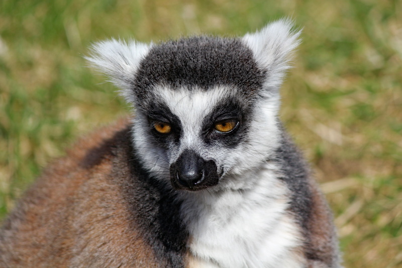 animals in the wild, snout, animal eye, looking at camera, close-up, 4K, close up, primate, day, vertebrate, lemur, prosimian, nature, focus on foreground