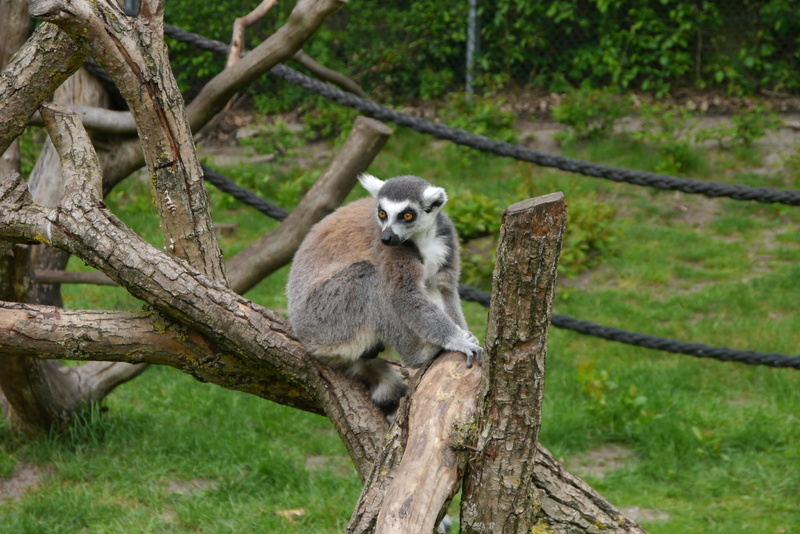 branch, mammal, zoo, land, outdoors, on tree trunk, forest, one animal, no people, nature, plant, tree, full length, 4K, sitting, vertebrate, primate