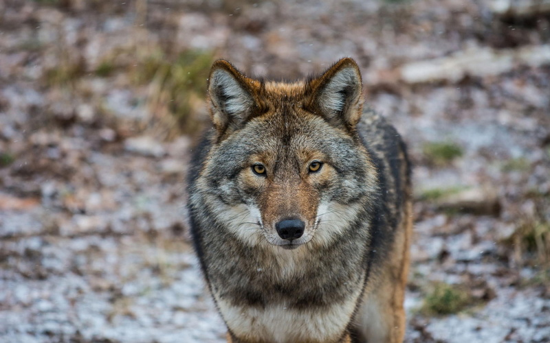 1080P, Animals, close, Coyote