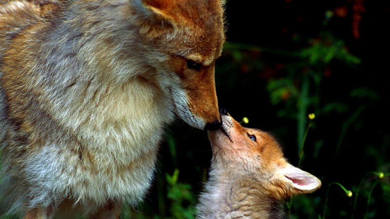 hd, coyote, 1080P, animals, cub