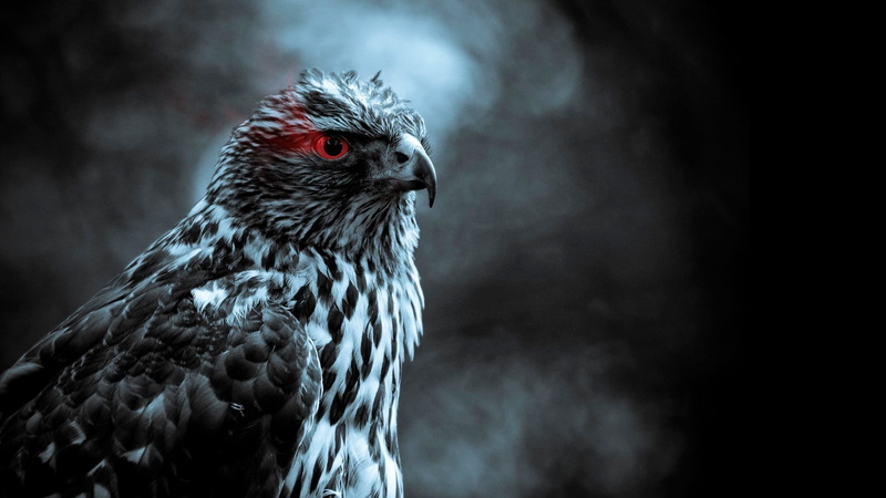 no people, bird of prey, red eyes, eagle, animal, profile view, photo, grayscale, focus on foreground, smoke, outdoors, animal wildlife, beak, close-up
