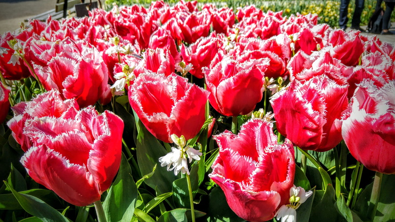 flowers, springtime, freshness, no people, outdoors, flower arrangement, day, 5K, close-up, fragility, petal, tulip, softness, les hauts de saint-aubin