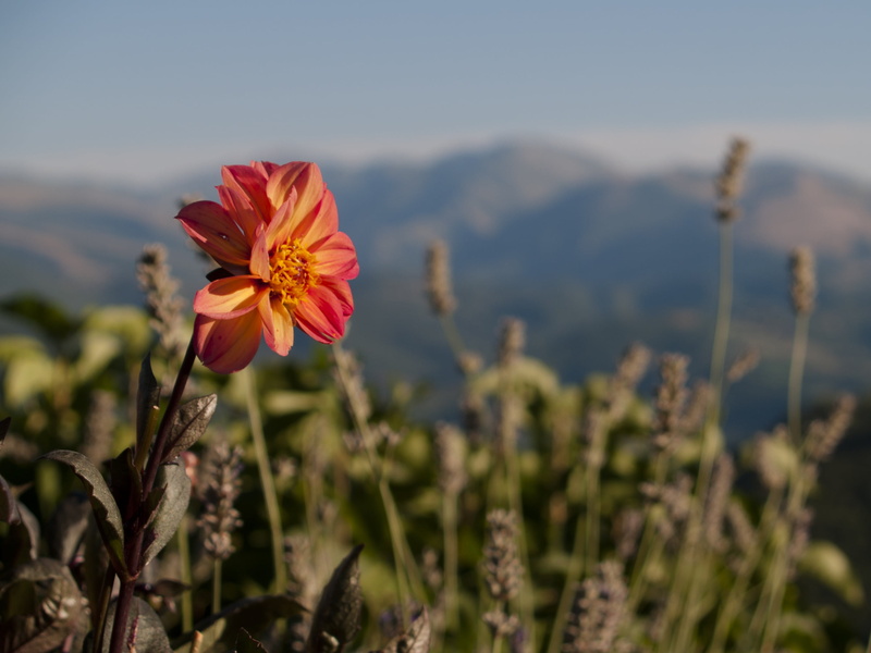 mountains, italy, orange, mountain, brands, appennino, flowers, pollen, field, beauty in nature, day, 2K, inflorescence, flowering plant, nature, fragility