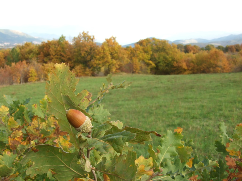 spring, healthy eating, tree, focus on foreground, food and drink, acorns, outdoors, 2K, acorn, appennino, land, autumn, food, beauty in nature, leaf