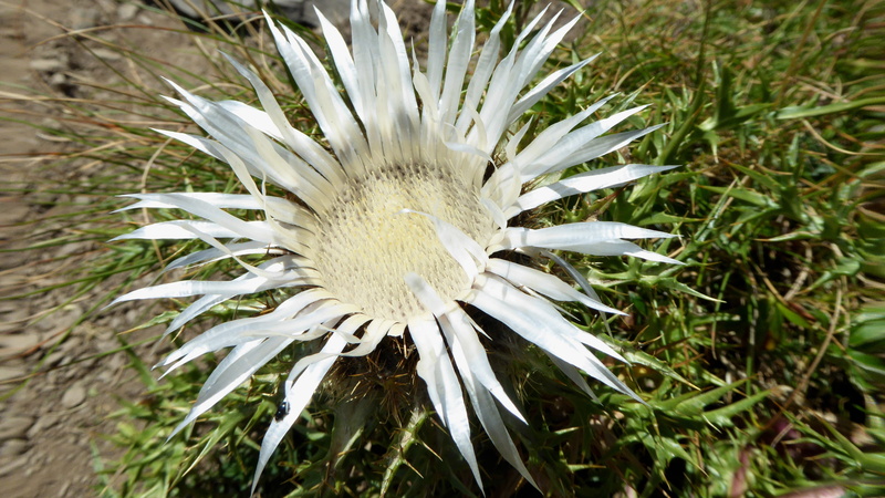 bloom, day, flower, flowering plant, plant, vulnerability, no people, mountains, beauty in nature, thistle, fragility, 4K, field, growth, mountain, emilia romagna