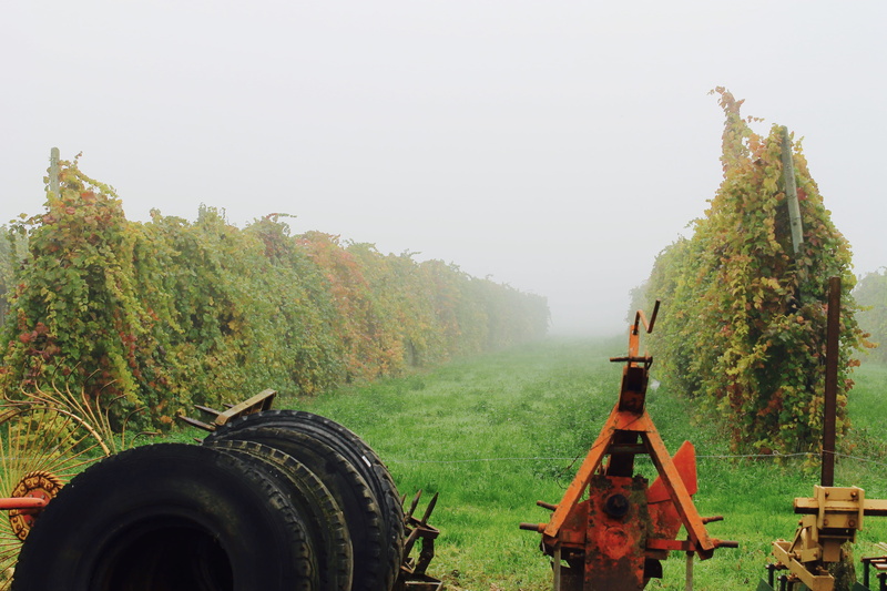 graphes, vineyard, wines, machinery, day, land, agricultural equipment, scenics - nature, italy, 4K, landscape, cheese, fog, plant, outdoors, agricultural machinery