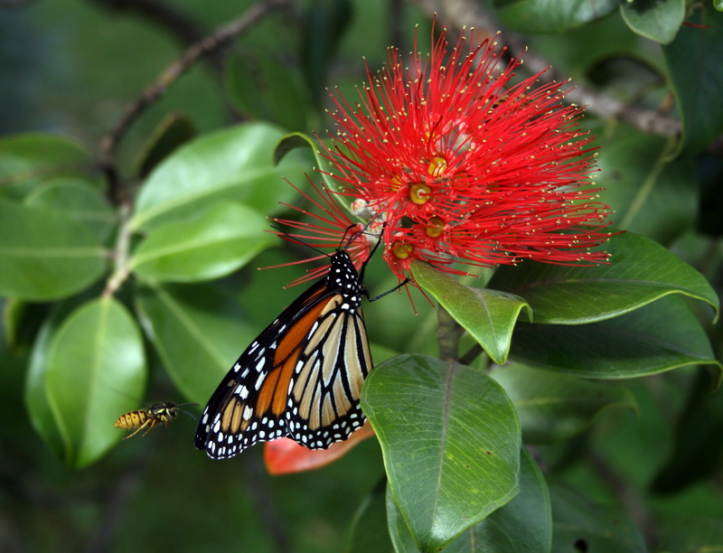 focus on foreground, animal wildlife, animal, close-up, flower, monarch, one animal, tahiti, metrosideros collina, insects, butterfly - insect, red, 2K