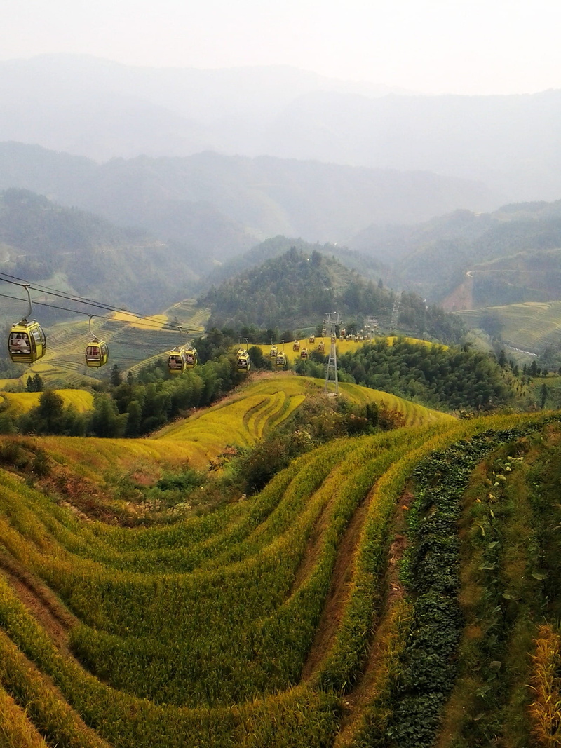 1080P, beauty in nature, green color, rural scene, tea crop, plant, tranquil scene, rice terraces, longji rice terraces, tree, growth, mountain, mountain range