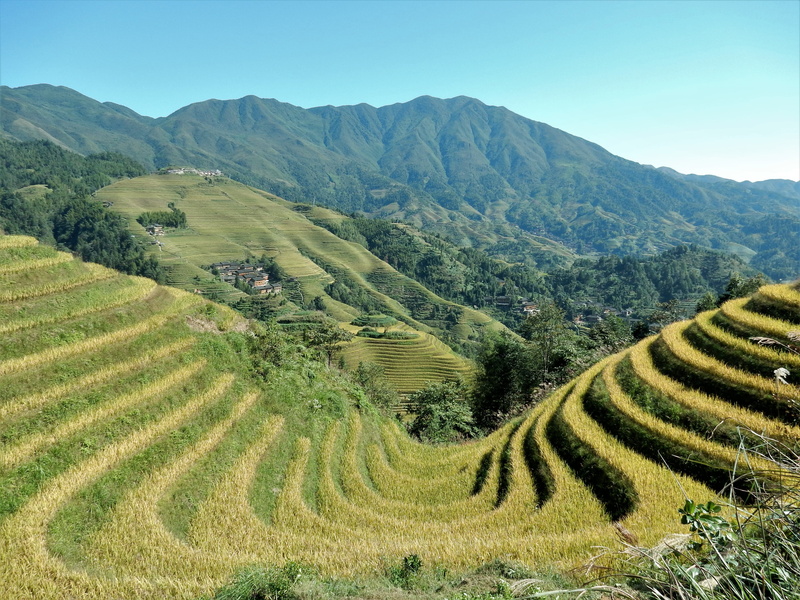 plant, mountains, terraces, tranquility, green color, beauty in nature, rice, scenics - nature, environment, field, terrace, plantation, no people, agriculture