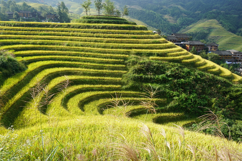 green color, outdoors, rice - cereal plant, environment, no people, scenics - nature, beauty in nature, dragons back, terraced fields, 5K, farm, crop