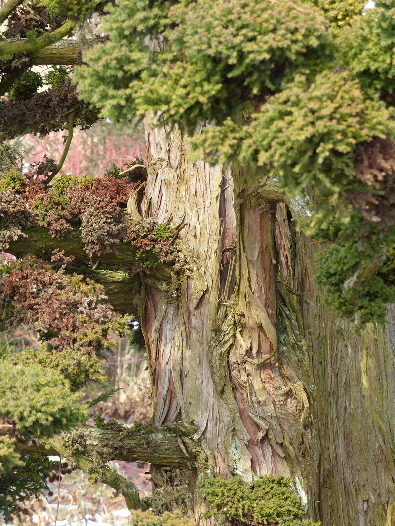 wood - material, grass, sicheltanne, plant, large, huge, no people, Japanese, taxodiaceae, moss, tranquility, japanese sicheltanne, land, trunk, beauty in nature