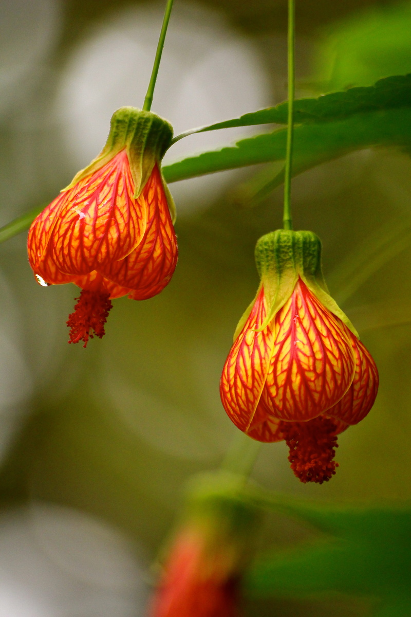 droplet, freshness, petal, two, love, hanging, orange, 5K, orange color, no people, twins, fragility, focus on foreground, petals, flower, flowering plant
