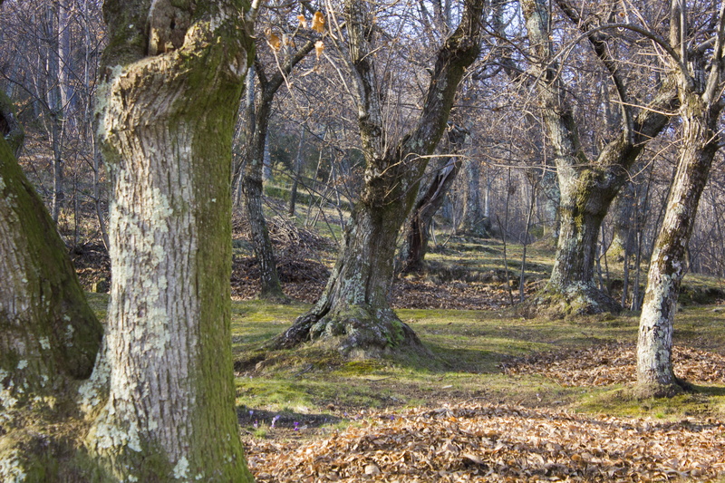 mountain, nature, tranquility, non-urban scene, tuscany, plants, woodland, excursion, Landscape, mountains, tree, 5K, day, appennino, Chestnut, dried leaves