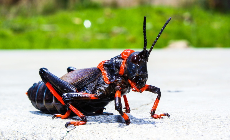 insect, animal wildlife, 2K, close-up, cricket, bug, macro, invertebrate, focus on foreground, mammal, animals in the wild, day, dog, black, selective focus