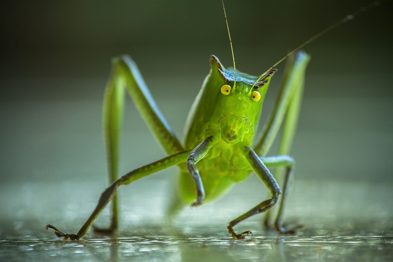 zoology, day, green color, animals, nature, animal leg, small, animal head, invertebrate, insect, macro, insects, chapulin, hope, bright green, exotic