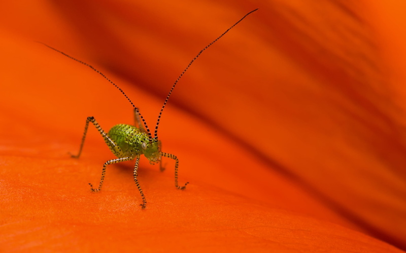 nature, surface, legged, grasshopper, sheet, small, orange color, insect, invertebrate, animal, locust, close-up, spider, green, outdoors, macro, animals In The Wild