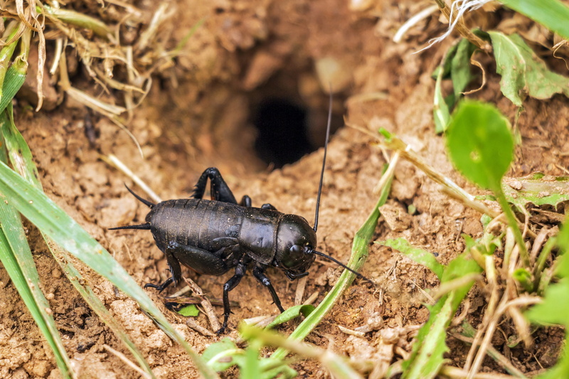 animal wildlife, black, gryllus campestris, animals in the wild, land, 4K, animal, arthropod, no people, one animal, selective focus, grasshoppers, animal themes