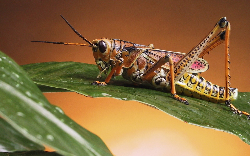 animal Antenna, nature, insect, animal eye, grasshopper, cricket, zoology, macro, animal body part, animal themes, locust, legs, animal, invertebrate, outdoors