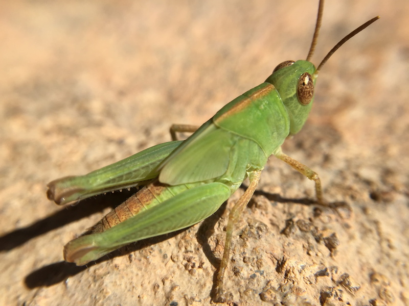 outdoors, cricket, animal themes, hopper, summer, rock - object, animal wildlife, sunlight, focus on foreground, wildlife, close-up, rock, animal, garden