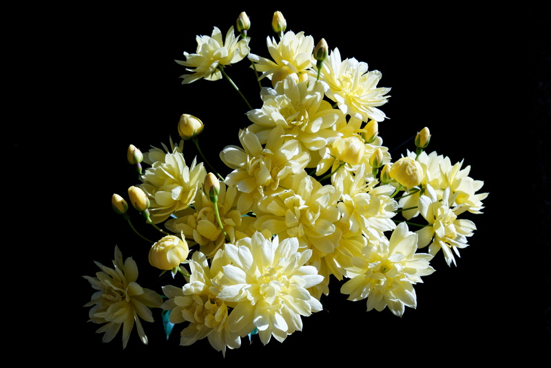black, aster, flower, white color, 5K, photo, fragility, daisy, yellow, chrysanthemum, bouquet, arco da calheta, indoors, dahlia, black background, daisies