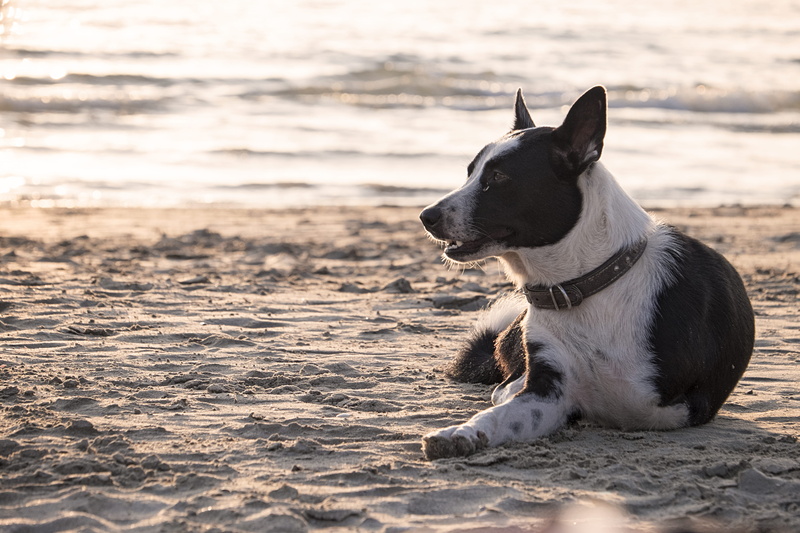 ko lanta, thailand, looking away, pets, no people, vertebrate, land, dog, water, domestic animals, outdoors, one animal, nature, focus on foreground, 4K