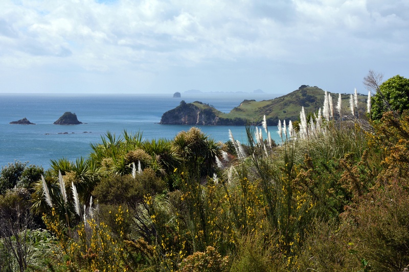 tree, scenics - nature, no people, coromandel peninsula, non-urban scene, outdoors, new zealand, horizon, idyllic, water, landscape, reed, north island