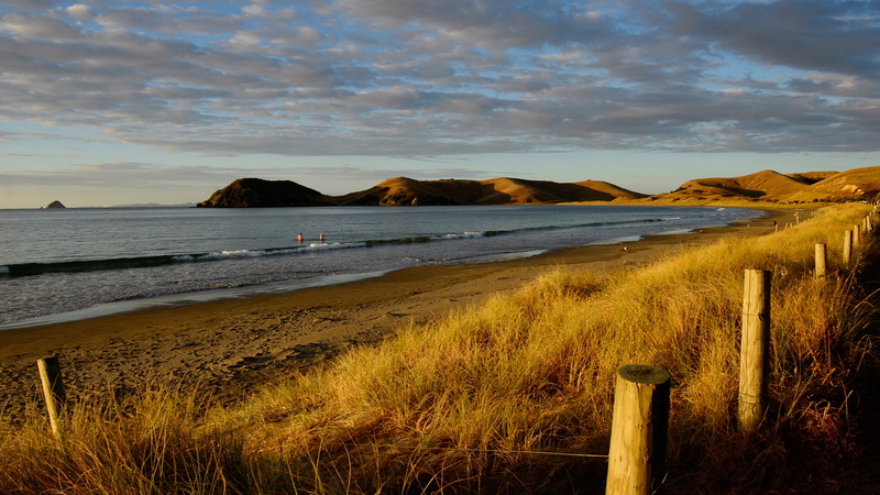 sea, grass, new, zealand, beach, summer, destop, dry, 1080P, hd, coromandel