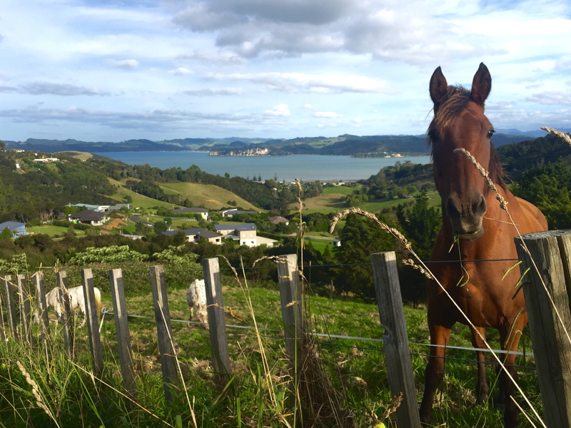 animal wildlife, environment, fence, no people, land, animal head, nature, whitianga, paddock, domestic, livestock, new zealand, horse, cloud - sky, 2K