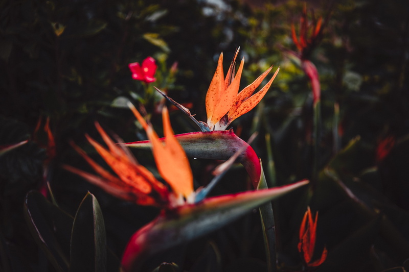 tree, beauty in nature, outdoors, focus on foreground, red, animal, blossom, orange, paradise plant, petaled, cricket insect, flowering plant, flower, petal