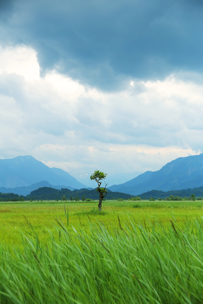 day, Nature Reserve, mountains, no people, growth, outdoors, nature, Moor, allgäu, vertical, 5K, land, cloud - sky, vegetation, scenics - nature, reed