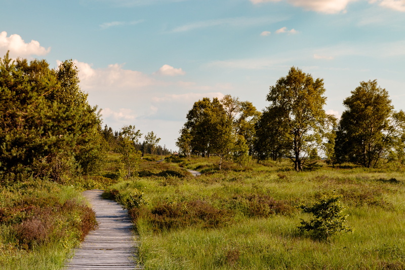 direction, the way forward, cloud - sky, nature reserve, beauty in nature, plant, swamp, nature, grass, tranquil scene, tree, growth, sky, belgium, heathland
