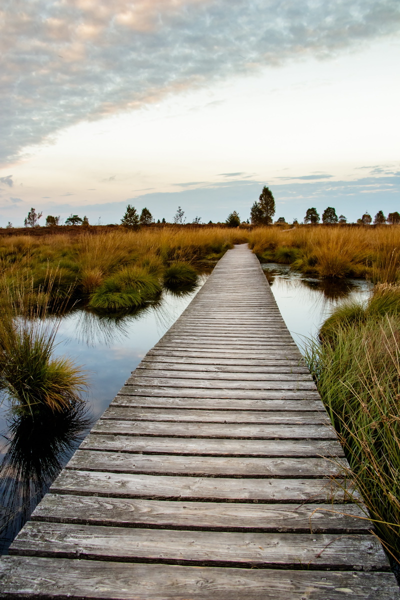 tree, no people, nature reserve, growth, footpath, wood paneling, high veen, beauty in nature, the way forward, nature conservation, boardwalk, marsh, direction