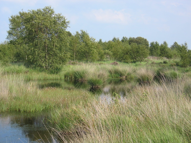nature, moorland, water, grasses, lake, tree, moor, environment, plant, outdoors, land, beauty in nature, tranquility, scenics - nature, wetland, swamp