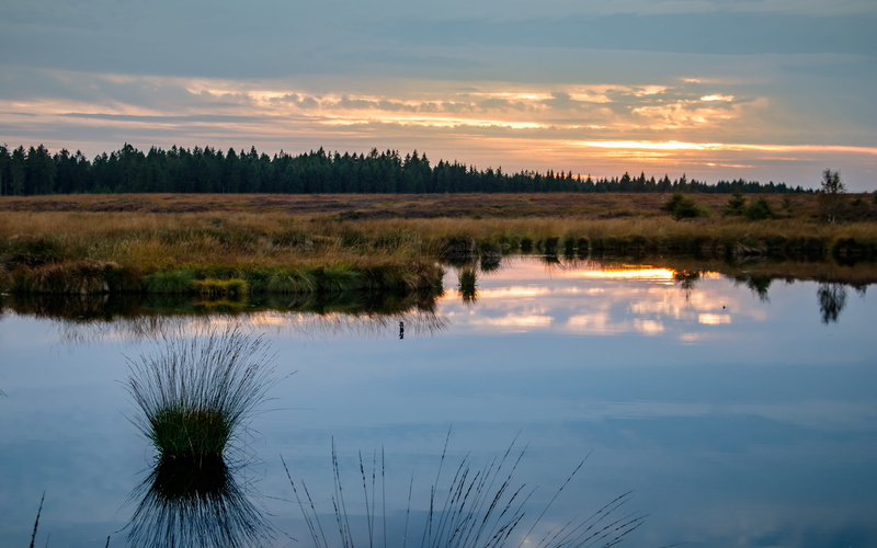 water, national park, scenics - nature, mirroring, wetland, swamp, plant, sky, 5K, outdoors, moor, growth, tranquility, nature reserve, tree, sunset, marsh