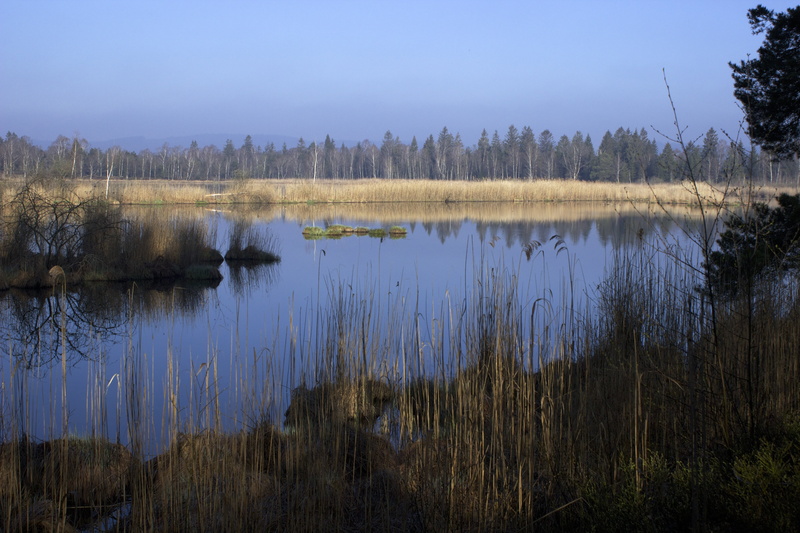 tranquility, outdoors, non-urban scene, scenics - nature, bad wurzach, moor, landscape, lake, moorland, water, nature reserve, idyllic, plant, tranquil scene