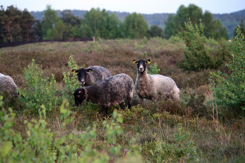 outdoors, animal family, plant, 4K, herbivorous, nature, halland, standing, sweden, moorland, group of animals, mammal, livestock, no people, animal, domestic animals