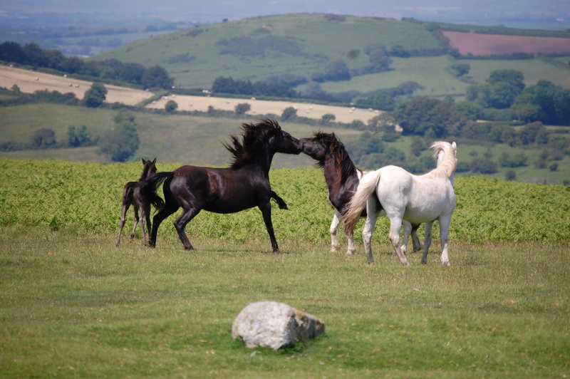 no people, Devon, Dartmoor Ponies, group of animals, day, Mare, plant, domestic, pets, Stallion, animal, field, outdoors, animal wildlife, livestock, 2K