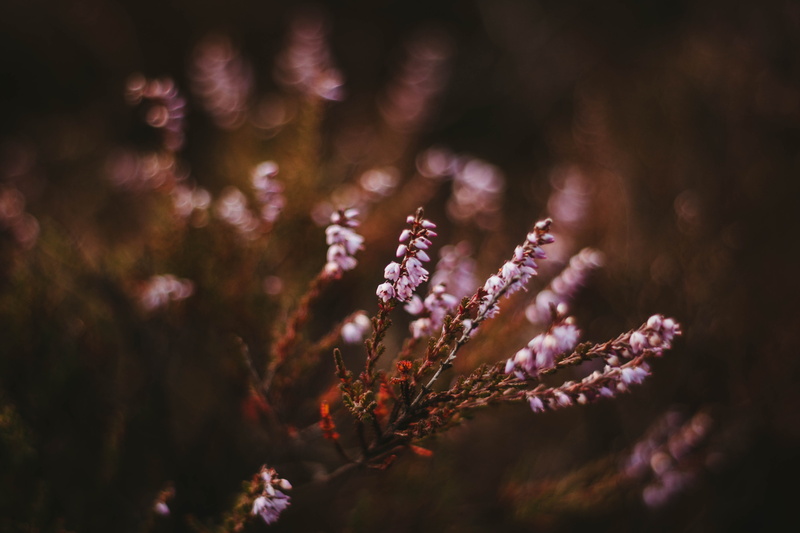sunset, no People, selective Focus, close-up, meadow, 5K, backgrounds, bokeh, selective, macro, beauty In Nature, branch, color Image, flower Head, wildflower
