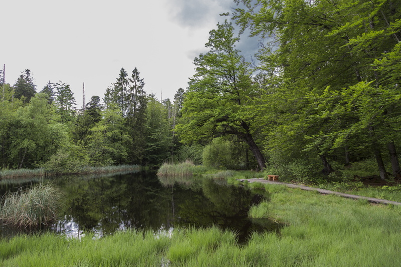 wetland, beauty in nature, non-urban scene, scenics - nature, moist, day, water, outdoors, swamp, tree, waldsee, grass, green color, reflection, sky, gerzensee