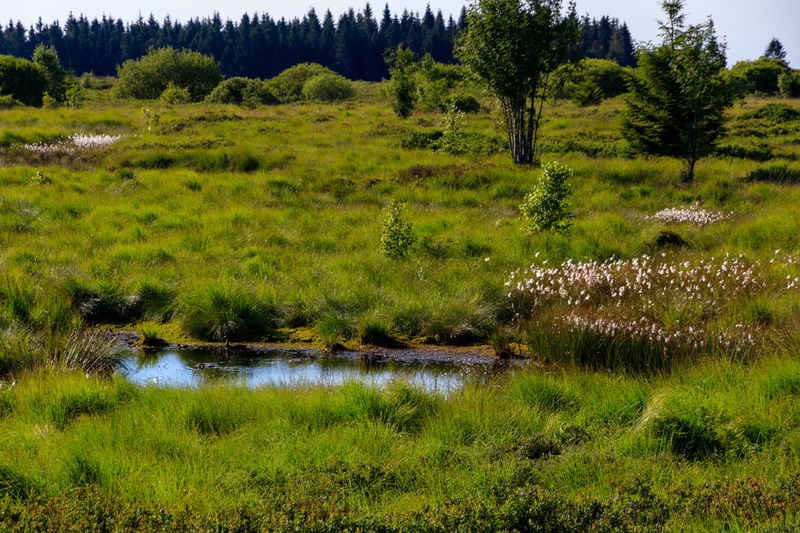 plant, moor grass, marsh, tranquil scene, moorland, non-urban scene, belgium, beauty in nature, field, day, heathland, no people, moor, green color, swampy