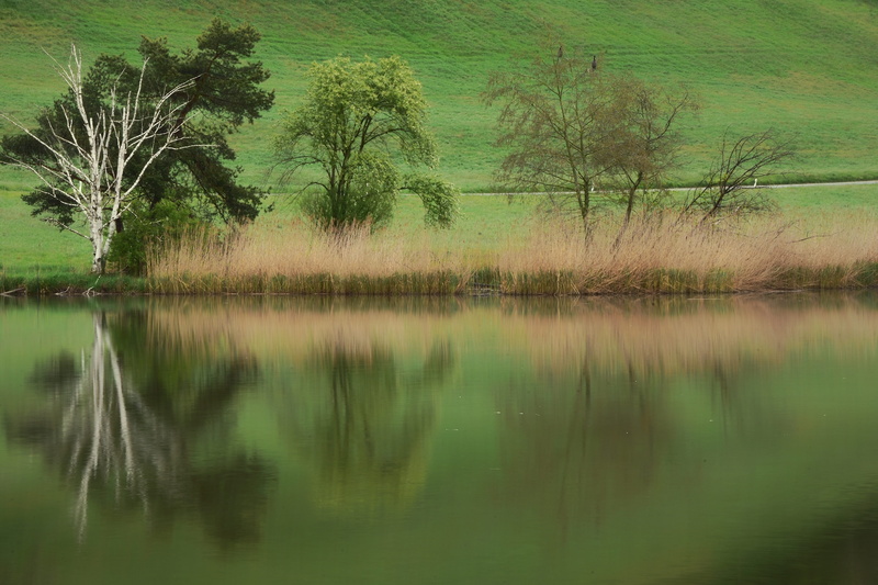 outdoors, scenics - nature, idyllic, crane, nature, tranquility, trees, plant, moorland, grass, landscape, moor, grasses, nature reserve, nature conservation