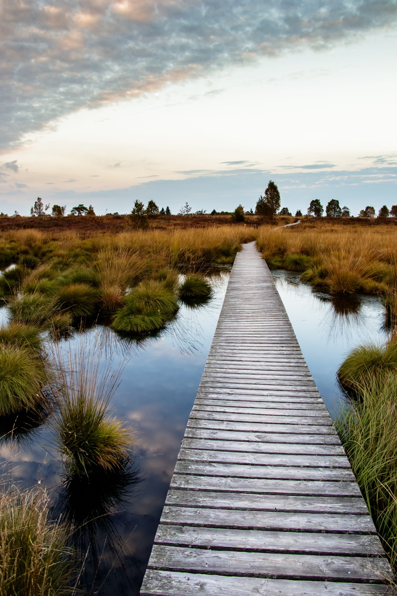 nature reserve, nature, wood paneling, beauty in nature, belgium, high veen, angle, scenics - nature, wetlands, tranquility, sky, nature conservation, brown
