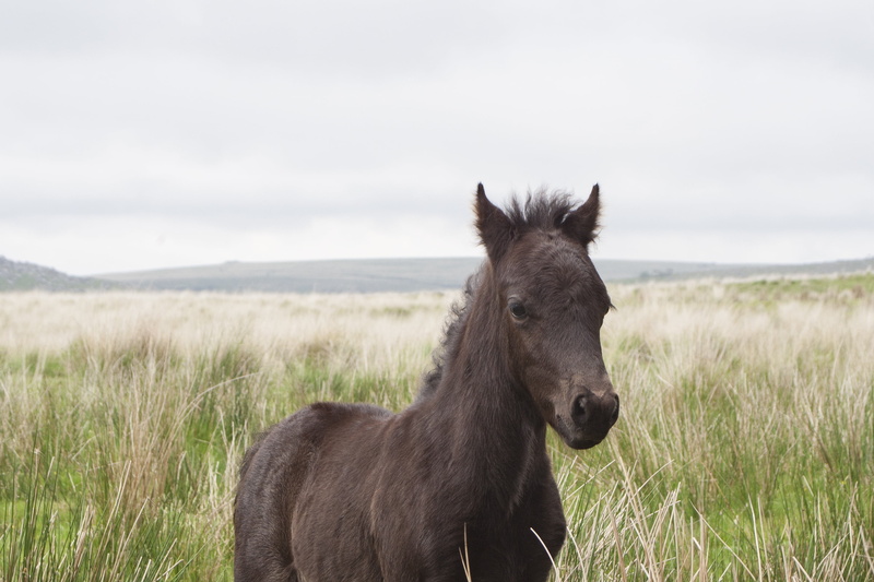 pets, herbivorous, wild, animal wildlife, foal, grasses, moorland, land, england, moor, nature, leaf, one animal, field, park, countryside, terrain, sky