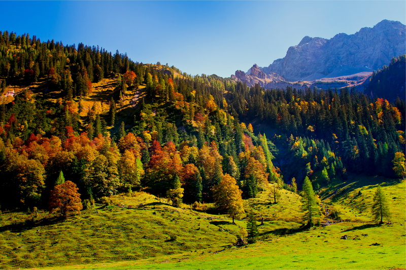 forest, pine Tree, national Park, orange Color, rock - Object, woodland, tree, park - Man Made Space, color Image, tranquil Scene, travel, 4K, european Alps