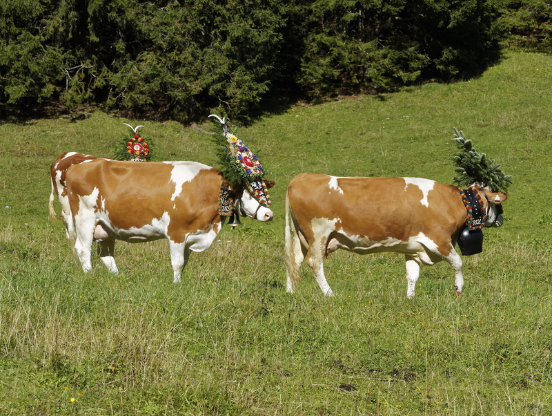 herbivorous, nature, 2K, transhumance, karwendel, domestic, vertebrate, no people, animal, animals, growth, animal themes, tradition, livestock, green color