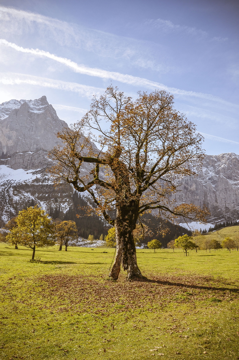 scenics - nature, landscape, cloud - sky, sky, outdoors, tranquil scene, maple, autumn, karwendel, bare tree, 4K, no people, mountains, plant, environment