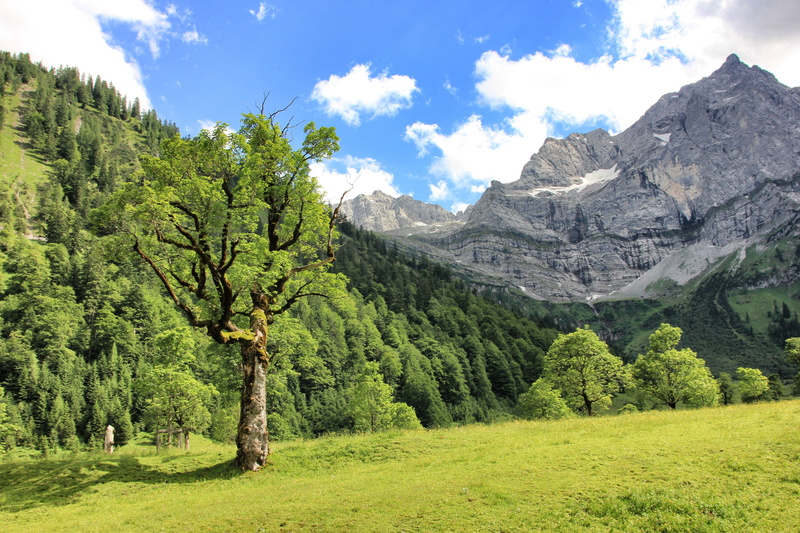 ahornboden, travel, mountain, plant, environment, formation, tranquility, wood, tree, landscape, scenic, nature, day, mountains, beauty in nature, non-urban scene
